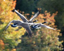 Flying Canada Geese