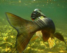 Arctic Grayling Underwater