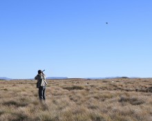 Shooting, greywing partridge in air