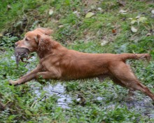 Cocker spaniel retrieving pheasant