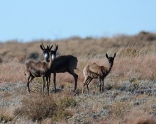 Black Springbok