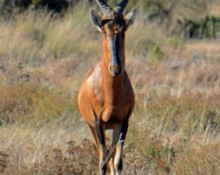 Hartebeest