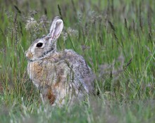 Cottontail Rabbit