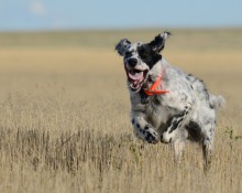 English setter bounding across prairie