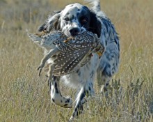 English setter retrieving sharptailed grouse