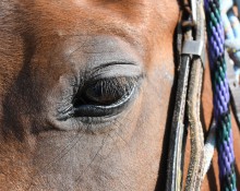 Horse eye