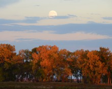 Fall Foliage