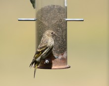 Pine siskin at feeder