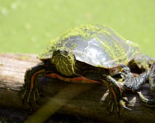 Western Painted Turtle