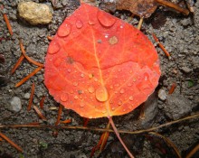 Fall Foliage