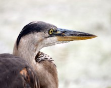 Great blue heron