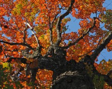 Black Bear Mountain Maple Tree