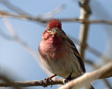 Cassin's Finch