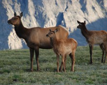 Elk Cow with Calves