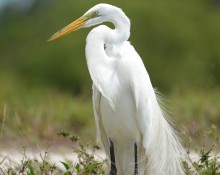 Great egret