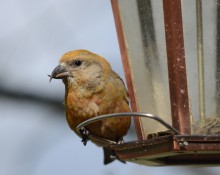 Red crossbill, female, on feeder