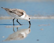 Sanderling, juvenile