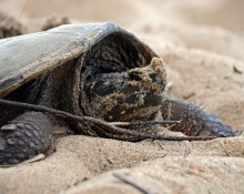 Snapping Turtle