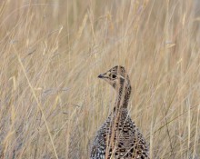 Sharp-tailed Grouse