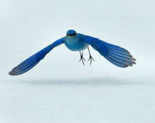 Mountain Bluebird