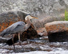 Great Blue Heron