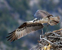 Osprey