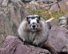 Hoary Marmot