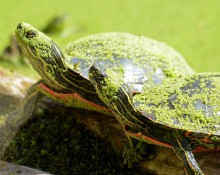 Western Painted Turtle