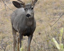 Mule Deer